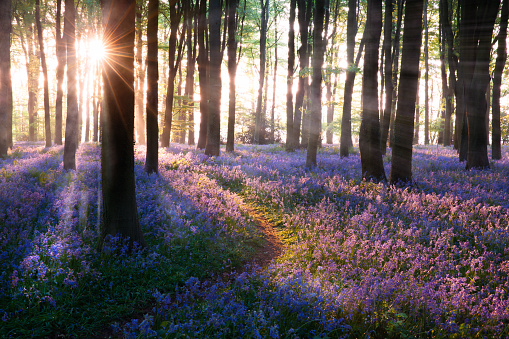Bluebell woods path sunrise in Norfolk England. Bluebells (Hyacinthoides) are a late spring wild flower well known for its on mass colour of blues and purples, usually found more in woodlands and forests and always make for stunning natural landscapes
