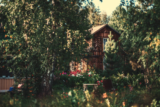 View of a sunlit garden with trees, bushes, and small flowers in a defocused foreground and a wooden house surrounded by birches in the background. A log dacha cottage in the shadow of a birch forest