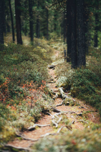 A path in a deep conifer woods View with a shallow depth of field of a dark pathway in a deep coniferous taiga forest with selective focus on roots and bushes of bilberry and mountain cranberries surrounded by firs, cedars, larches blueberry autumn bush northblue blueberry stock pictures, royalty-free photos & images
