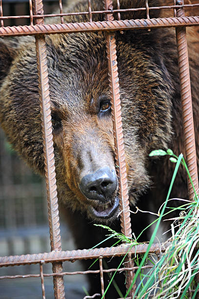 istock Brown Bear Close up Portrait 137520083