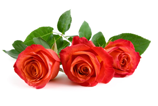 Three stunning red roses with leaves lying on white background