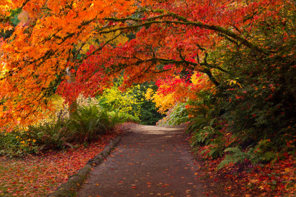 colori autunnali lussureggianti e vibranti nell'arboreto di washington park a seattle - maple tree autumn textured leaf foto e immagini stock