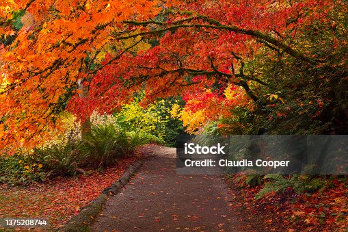 istock Lush, vibrant fall colors in Washington Park Arboretum in Seattle 1375208744