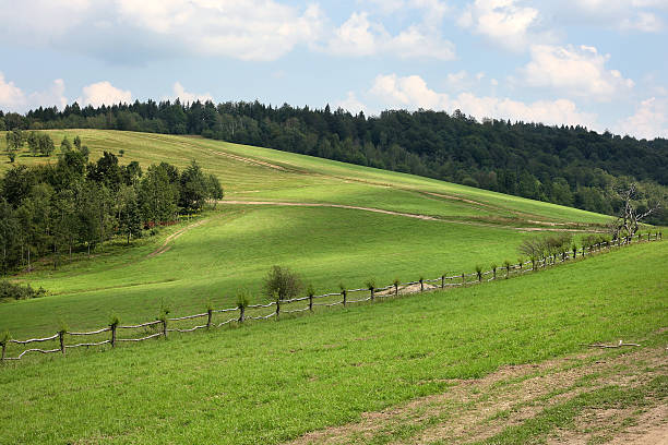 Grüne Wiesen – Foto