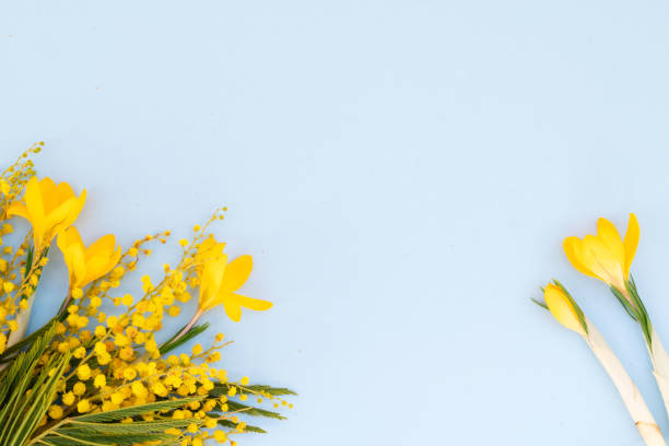 istock Mimosa flowers on blue background 1375211876