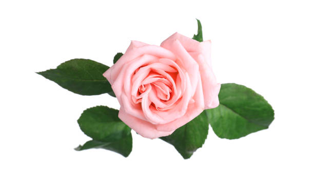istock Blooming pink rose isolated on white. Beautiful flower 1375212365