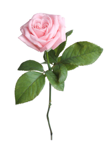 istock Blooming pink rose isolated on white. Beautiful flower 1375216608