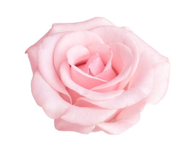 istock Blooming pink rose isolated on white. Beautiful flower 1375218275