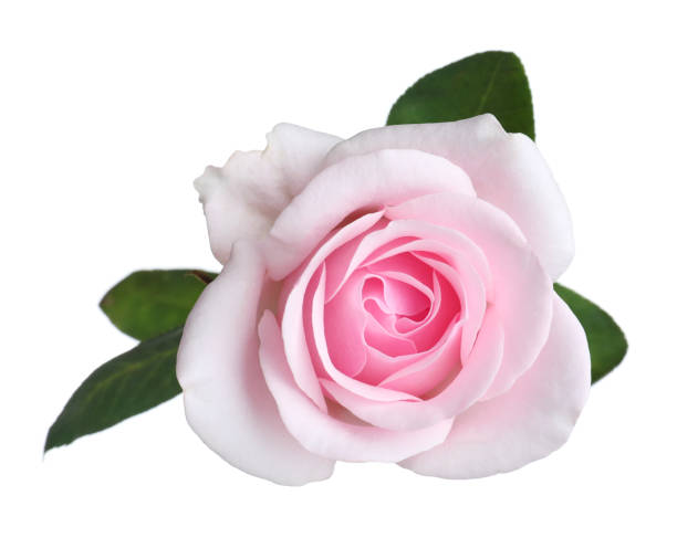 istock Blooming pink rose isolated on white. Beautiful flower 1375219431