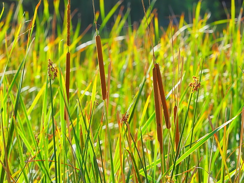 Vibrantly colored cattails swaying in the wind at the Viera wetlands in Florida. Brightly illuminated backlit grasses showing the closeup details of the grass as well as a blur to the grasses in the background. Copy space provided.