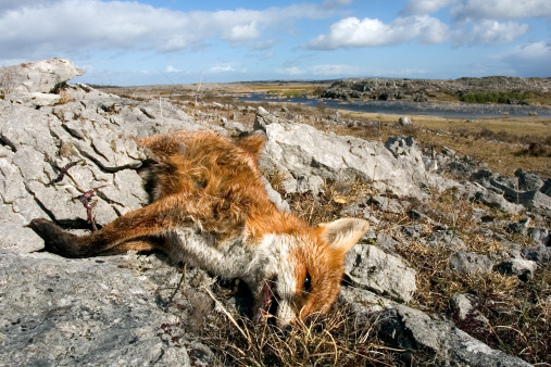 Dead fox, probably shot by farmer after too much chicken-bothering. The Burren, Ireland.