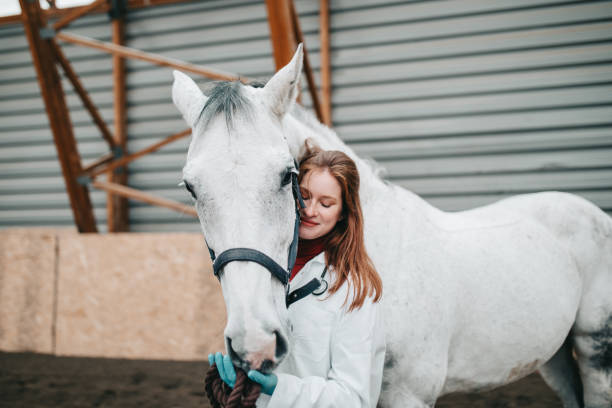 tierarzt mit pferd - working horse stock-fotos und bilder