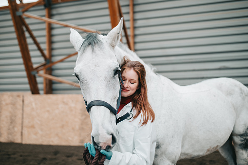 Asil Arabian horse - mare standing, two years old. 