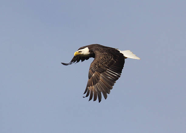 Bald Eagles soaring stock photo