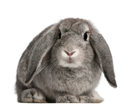 French Lop rabbit, 2 months old, Oryctolagus cuniculus, sitting in front of white background