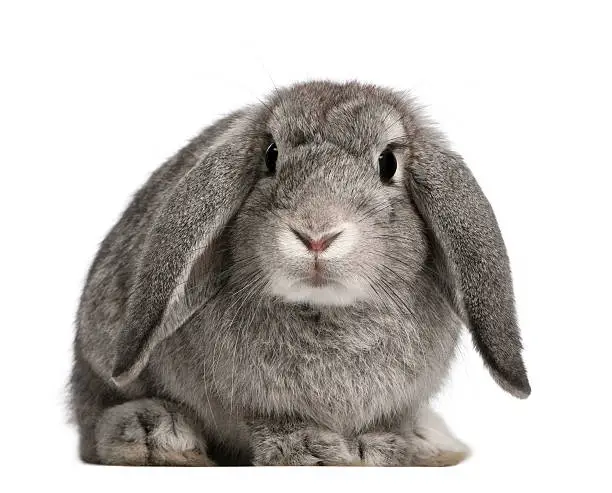 French Lop rabbit, 2 months old, Oryctolagus cuniculus, sitting in front of white background