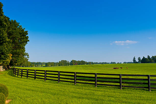 istock Country scenery with brown fence in the summer 137523318