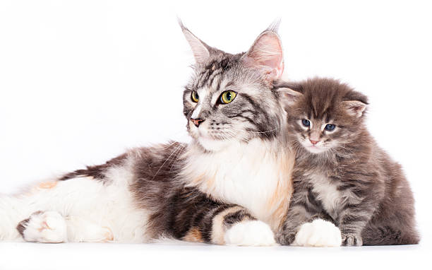 istock mother cat and baby kitten 137523506
