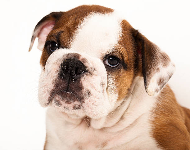 istock english Bulldog puppy 137523540
