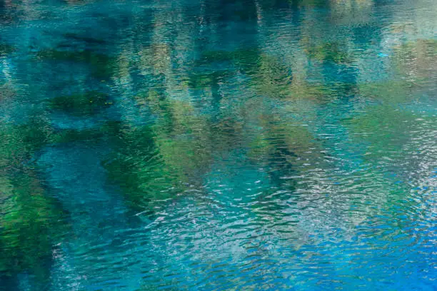 Reeds plant reflected in the water and green leafy underwater plants in the river.