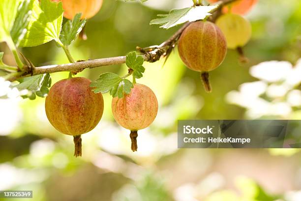 Gooseberry Stockfoto und mehr Bilder von Beere - Obst - Beere - Obst, Blatt - Pflanzenbestandteile, Extreme Nahaufnahme