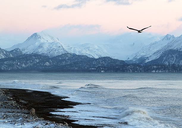알래스카 해변에서 해질녘까지 플라잉 이글 - homer 뉴스 사진 이미지