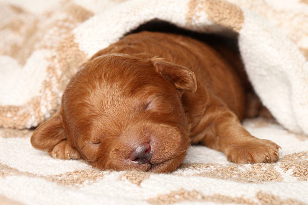 istock Poodle puppy (one week) sleeps in blanket 137526181