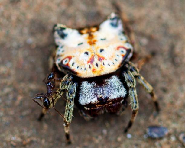 istock Macro image of a brightly colored Spiny backed Orb weaver (Gasteracantha cancriformis) crawling along ground inside the Madidi National Park, Rurrenabaque in Bolivia. 1375265144