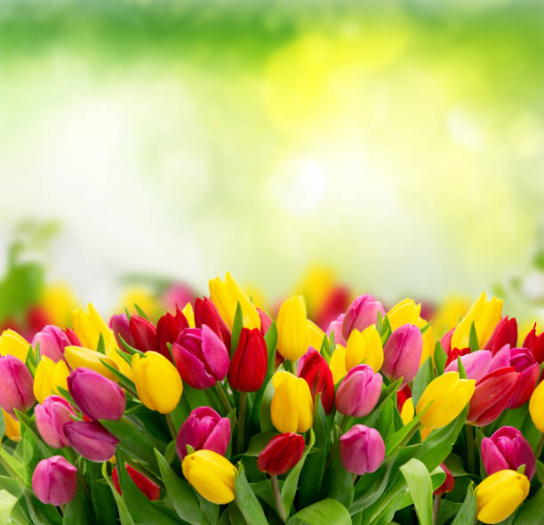 istock bouquet of fresh tulips flowers 1375274537