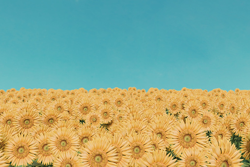 3D rendering of sunflower field in front of clear blue sky. Concept colors of the Ukrainian flag