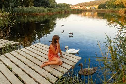 A tanned girl sits on a pier and looks at two swans, white and gray, who sailed to her for food on the lake, ducks swim in the background, on a summer day, space for text.