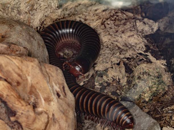 Crawling Archispirostreptus Gigas Archispirostreptus Gigas giant african millipede stock pictures, royalty-free photos & images