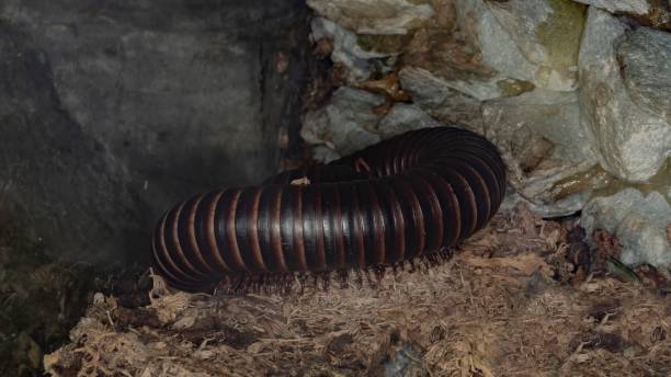 Sleeping Archispirostreptus Gigas Archispirostreptus Gigas giant african millipede stock pictures, royalty-free photos & images