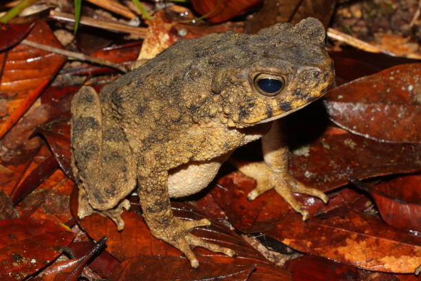 istock The Asian giant toad, river toad (Phrynoidis asper) in a natural habitat 1375292416