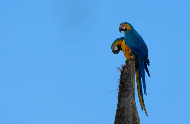 Colorful parrots commonly known as Guacamayo azuliamarillo perched on a tree stock photo