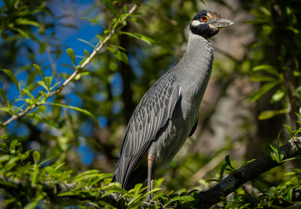 Gray heron also known as Guaco Manglero or chicuaco enmascarado Bird. Animal themes