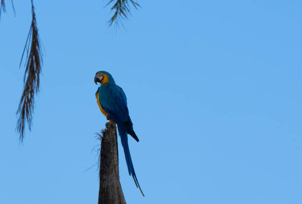 istock Colorful parrots commonly known as Guacamayo azuliamarillo perched on a tree 1375298726