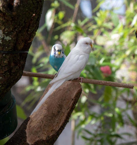 istock Tropical birds of florida 1375301919