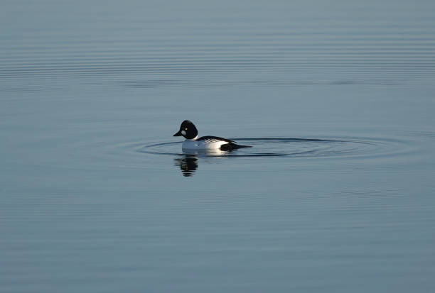 A cute shot of a lone goldeneye duck swimming in a calm lake on a bright day. A cute shot of a lone goldeneye duck swimming in a calm lake on a bright day. bucephala clangula uk stock pictures, royalty-free photos & images