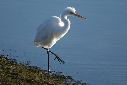 A delightful shot of a great white egret with one leg raises walking at the side of a lake.