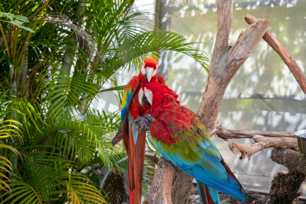 istock Tropical birds of florida 1375317853