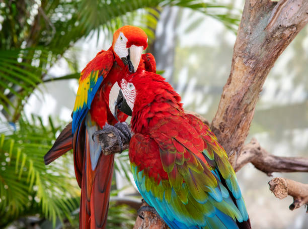 istock Tropical birds of florida 1375321767