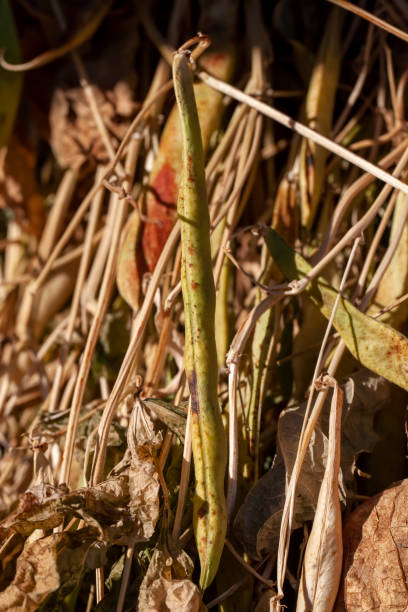 istock harvested beans while drying plants outdoors 1375322379