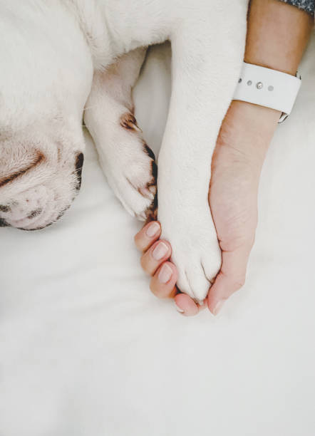 istock Hand holding dog's paws in bed 1375324551