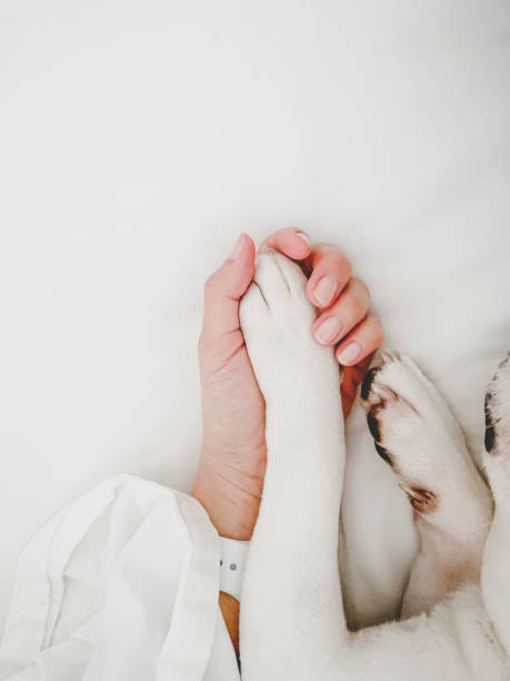 istock Holding hands with a dog on bed 1375324552