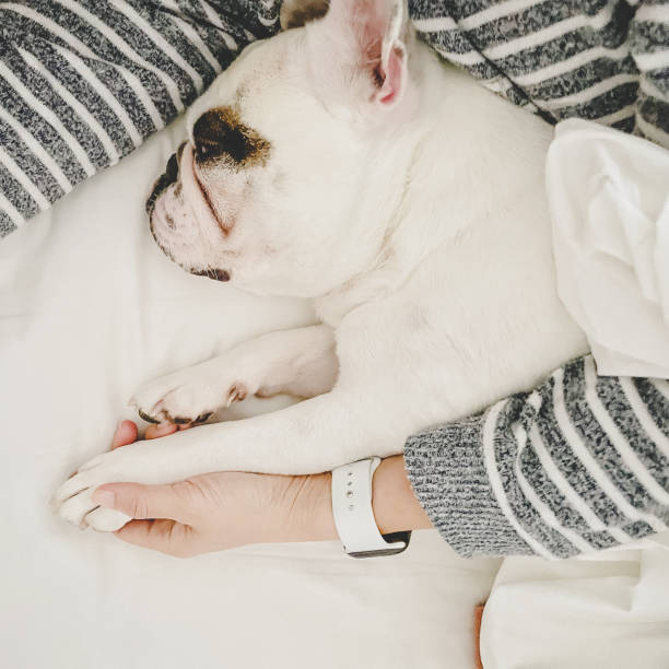 istock Hand holding dog in bed 1375324554