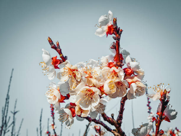 Blooming the white apple blossoms
