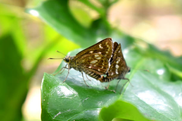 istock Beautiful butterflies intercourse pairing on green leaf with nature blurred background.  Butterfly couple mating in nature. 1375326206