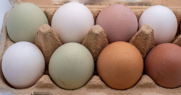 istock Colorful one of different chickens 1375329097