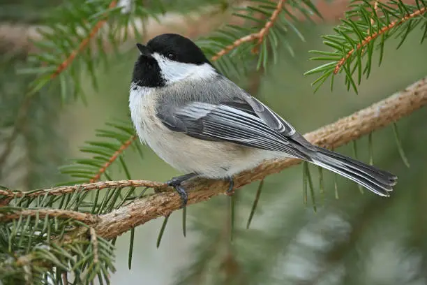 Black-capped chickadee up close, in evergreen tree (white spruce). Taken in Connecticut.